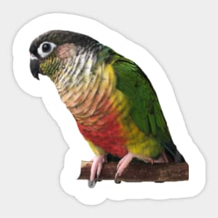 Green Cheek Conure Parrot Bird design, Love for birds Sticker